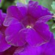Picture of Surfinia® Purple Majesty Petunia Plant