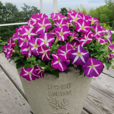 Picture of Surfinia® Purple Starshine Petunia Plant