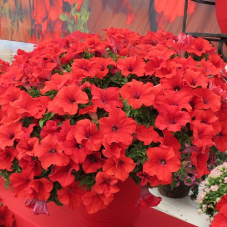 Picture of Surfinia® Trailing Red Petunia Plant