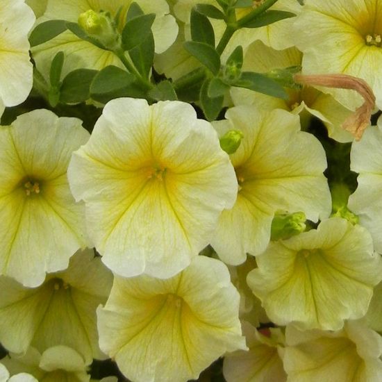 Picture of Surfinia® Patio Yellow Petunia Plant