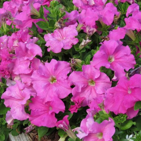 Picture of Surfinia® XXL Taffy Pink Petunia Plant
