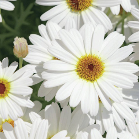 Picture of Grandaisy® White Argyranthemum Plant