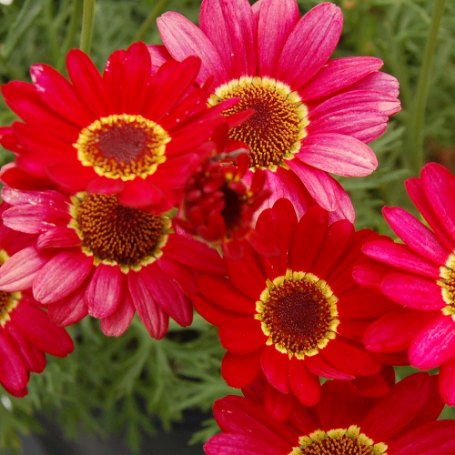 Picture of Grandaisy® Red Improved Argyranthemum Plant