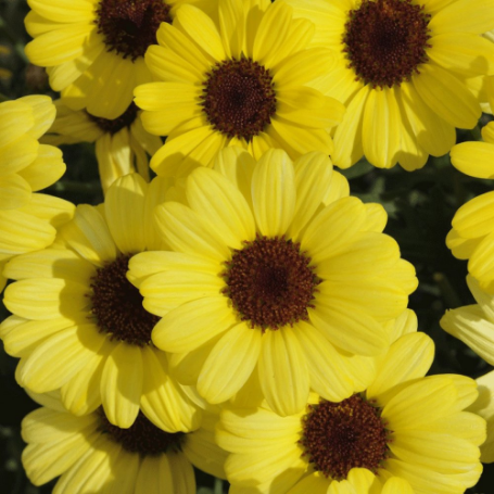 Picture of Grandaisy® Yellow Argyranthemum Plant