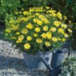 Picture of Grandaisy® Yellow Argyranthemum Plant