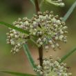 Picture of Hirtella Asclepias Plant
