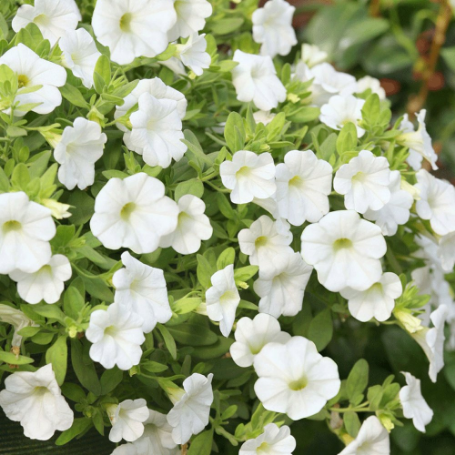 Picture of Million Bells® Mounding White Calibrachoa Plant