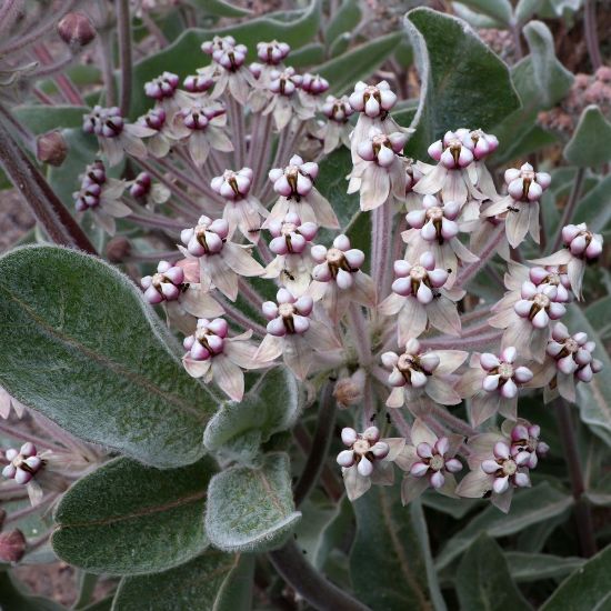 Picture of Californica Asclepias Plant