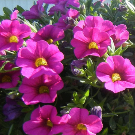 Picture of Million Bells® Trailing Pink Calibrachoa Plant