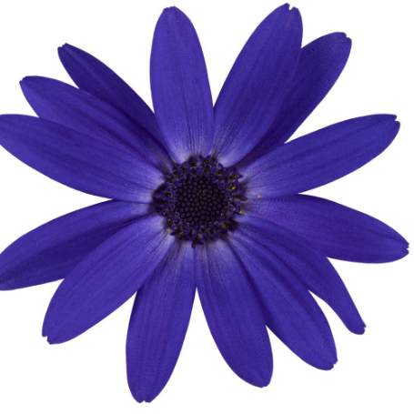 Picture of Senetti® Blue Halo Pericallis Plant