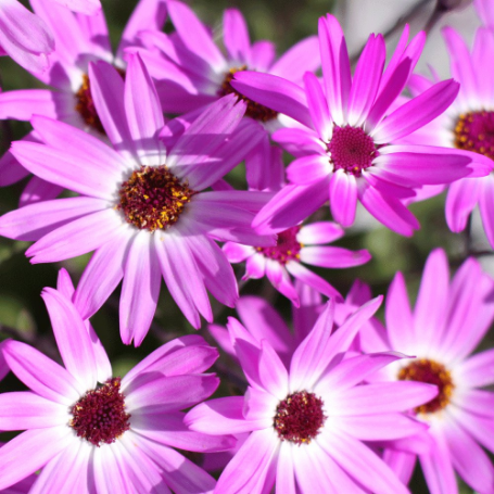 Picture of Senetti® Pink Bicolor Pericallis Plant