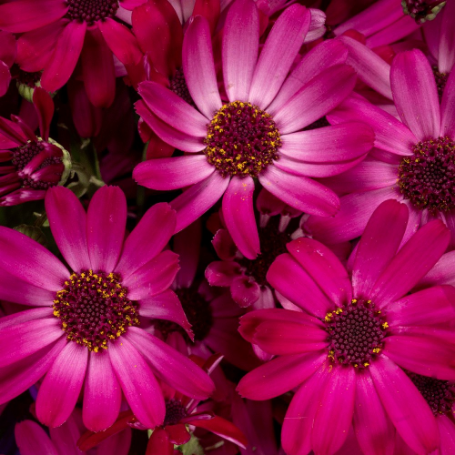Picture of Senetti® Ruby Red Pericallis Plant