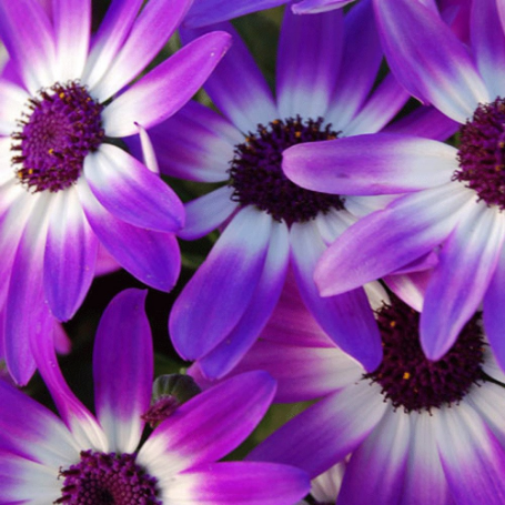 Picture of Senetti® Violet Bicolor Pericallis Plant