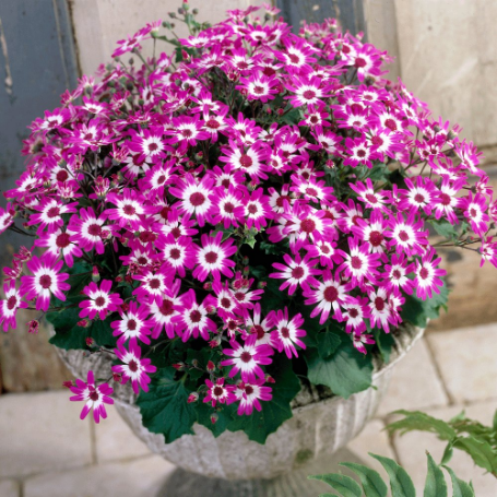 Picture of Baby Senetti® Magenta Bicolor Pericallis Plant