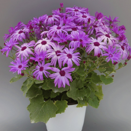 Picture of Senetti® Sparkle Lavender Pericallis Plant
