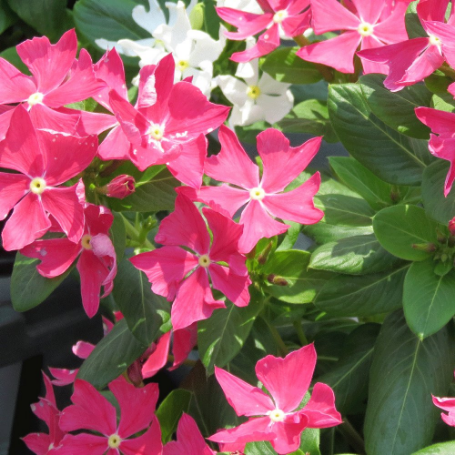Picture of Soiree® Crown Rose Catharanthus Plant