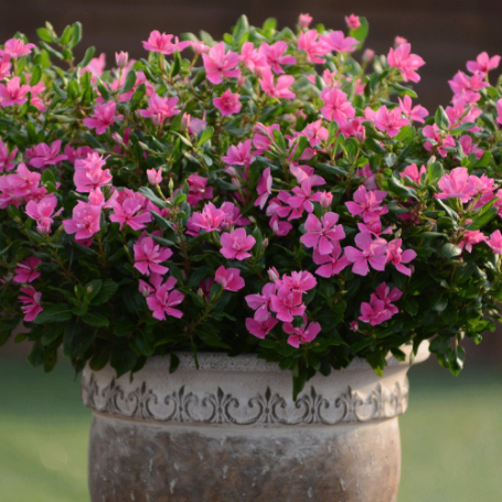 Picture of Soiree® Double Pink Catharanthus Plant