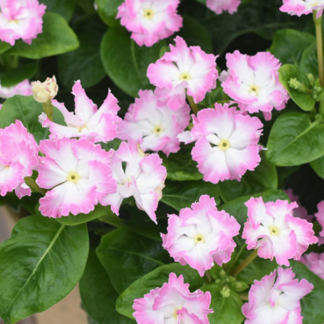 Picture of Soiree® Flamenco Cheeky Pink Catharanthus Plant