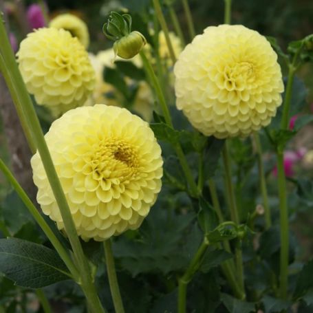 Picture of Golden Torch Dahlia Plant