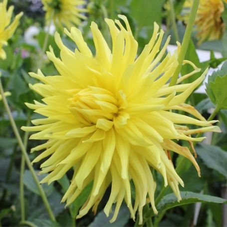 Picture of Kennemerland Dahlia Plant