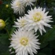 Picture of My Love Dahlia Plant