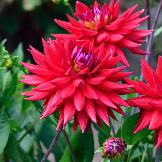 Picture of Wittemans Best Dahlia Plant