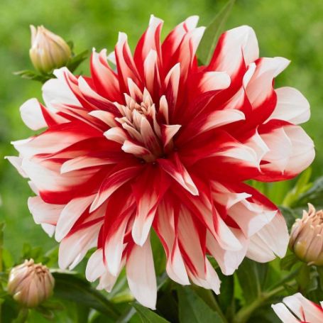 Picture of Catching Fire Dahlia Plant