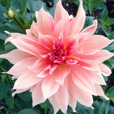 Picture of Labyrinth Dahlia Plant