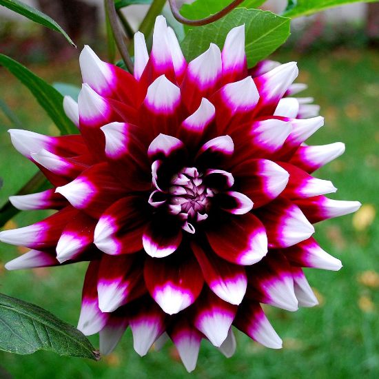 Picture of Mystery Day Dahlia Plant