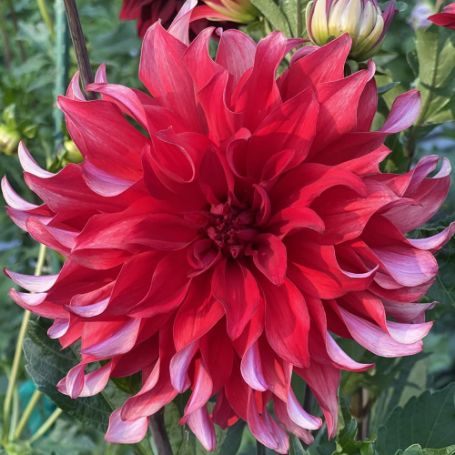 Picture of Red Labyrinth Dahlia Plant