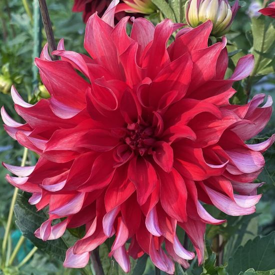 Picture of Red Labyrinth Dahlia Plant