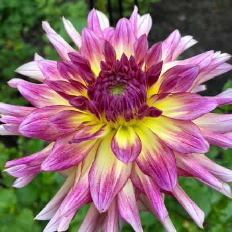 Picture of Zoey Rey Dahlia Plant