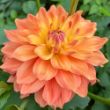 Picture of Ace Summer Sunset Dahlia Plant