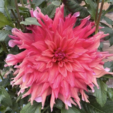 Picture of Belle of Barmera Dahlia Plant