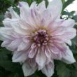 Picture of Mom's Special Dahlia Plant