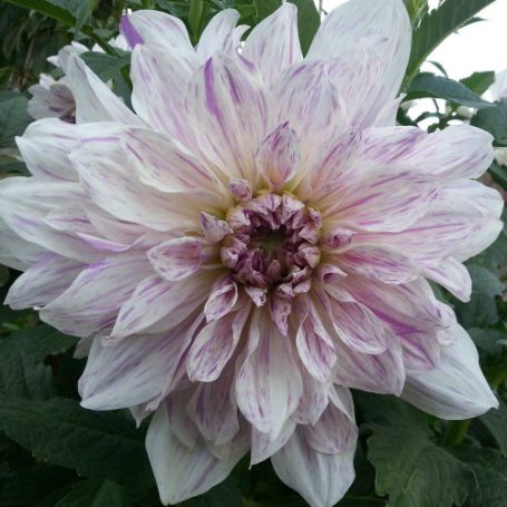 Picture of Mom's Special Dahlia Plant