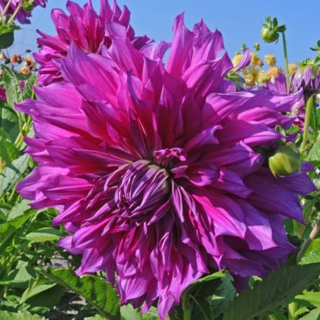 Picture of Purple Taiheijo Dahlia Plant