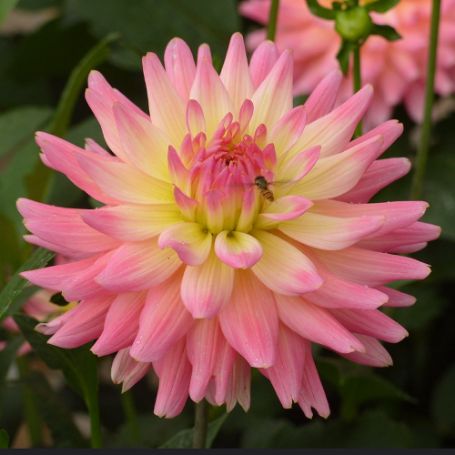Picture of Gypsy Dahlia Plant