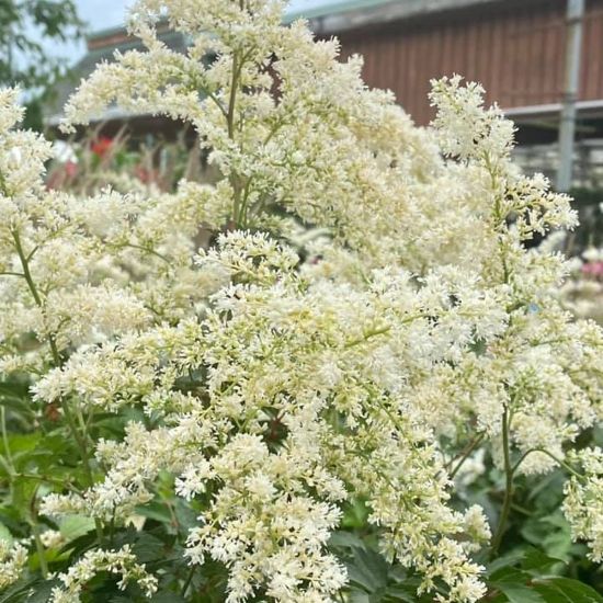 Picture of Bridal Veil Astilbe Plant