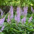 Picture of Pumila Astilbe Plant