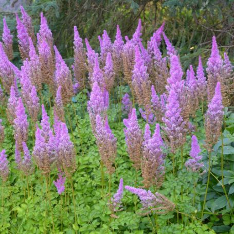Picture of Purple Candles Astilbe Plant