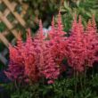 Picture of Rise and Shine Astilbe Plant