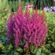 Picture of Visions Astilbe Plant