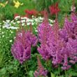 Picture of Visions Astilbe Plant