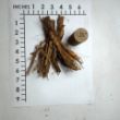 Picture of Blackthorne Hemerocallis Plant
