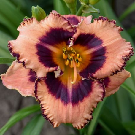 Picture of Hungry Eyes Hemerocallis Plant