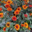 Picture of Bleeding Hearts Heliopsis Plant
