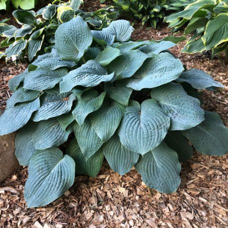 Picture of Blueberry Muffin Hosta Plant