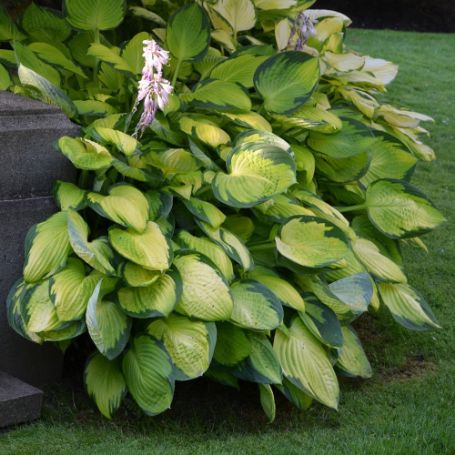 Picture of Gold Standard Hosta Plant