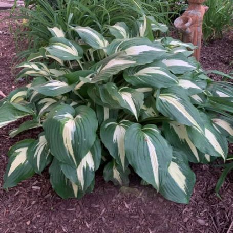 Picture of Night Before Christmas Hosta Plant